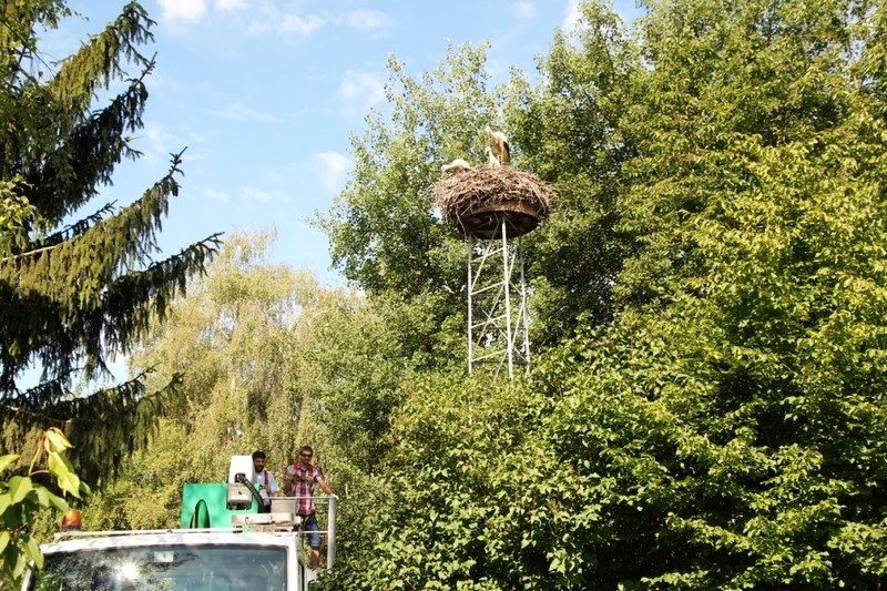 Baguage des Cigogneaux