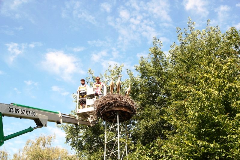 Baguage des Cigogneaux