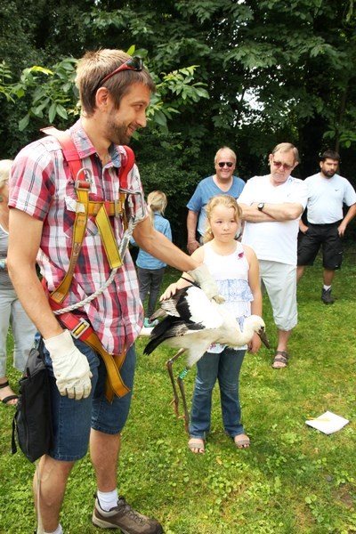 Baguage des Cigogneaux