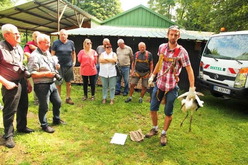 Baguage des Cigogneaux