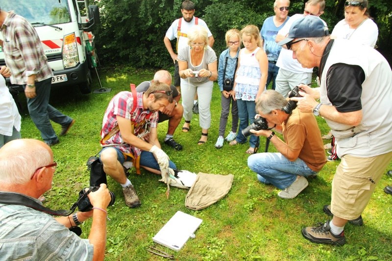 Baguage des Cigogneaux
