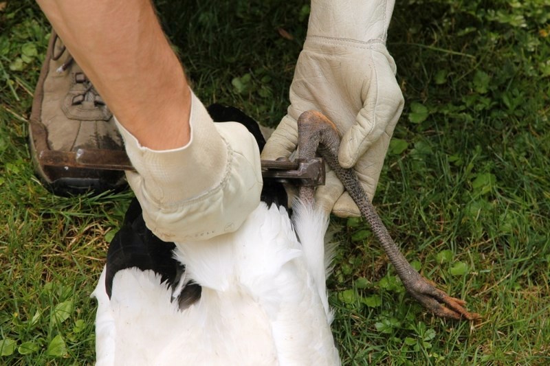 Baguage des Cigogneaux