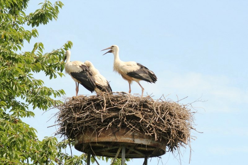 Baguage des Cigogneaux