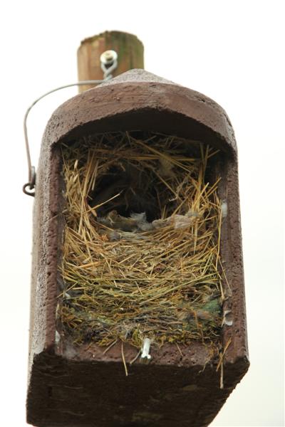 Nettoyage des nichoirs de la Trame verte Village-Neuf