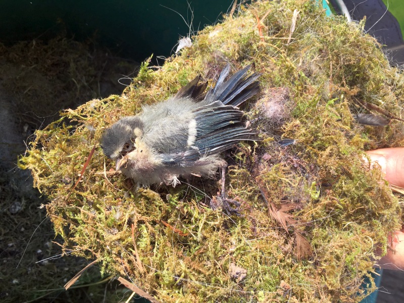 Trame Verte Village-Neuf 2017