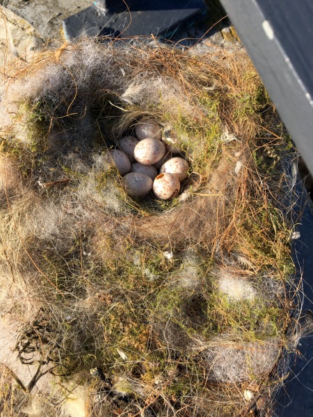 Trame Verte Village-Neuf 2017