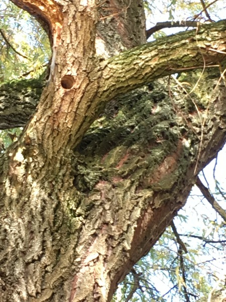 Trame Verte Village-Neuf 2017